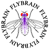 Flybrain
